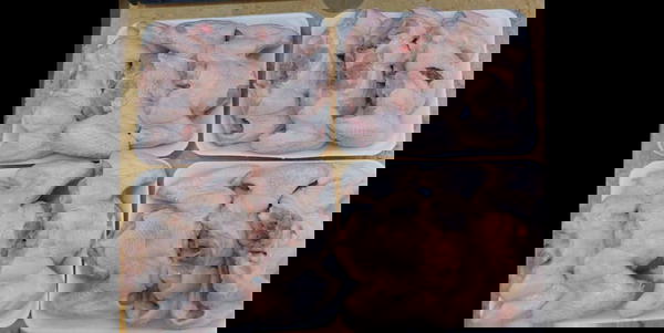 اجنحه Image 3 Preview