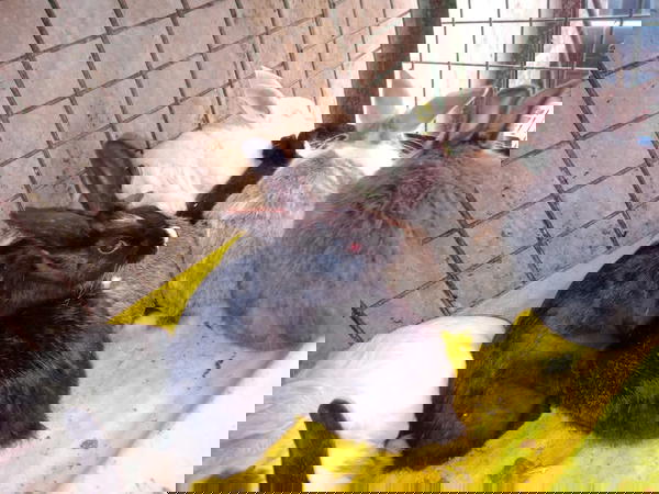 ارانب  Image 1 Preview
