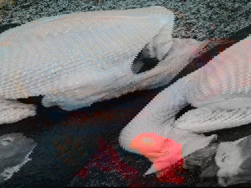 بط Preview Image