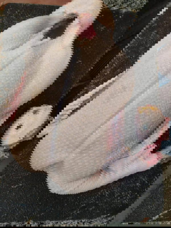 بط  Image 3 Preview