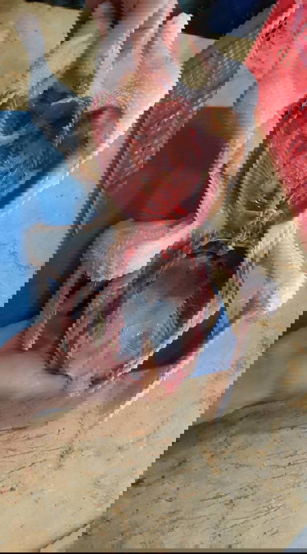 بط  Image 5 Preview
