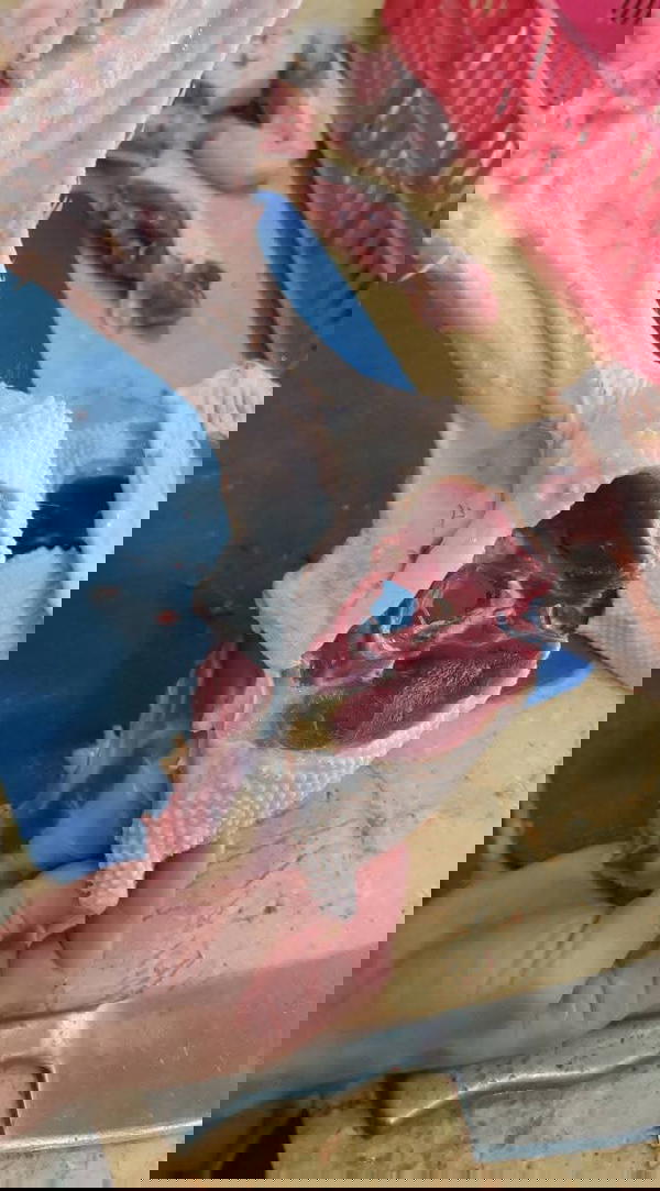بط  Image 6 Preview