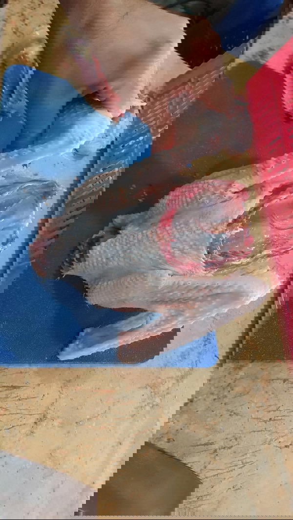 بط  Image 7 Preview