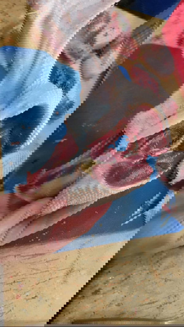 بط  Image 10 Preview