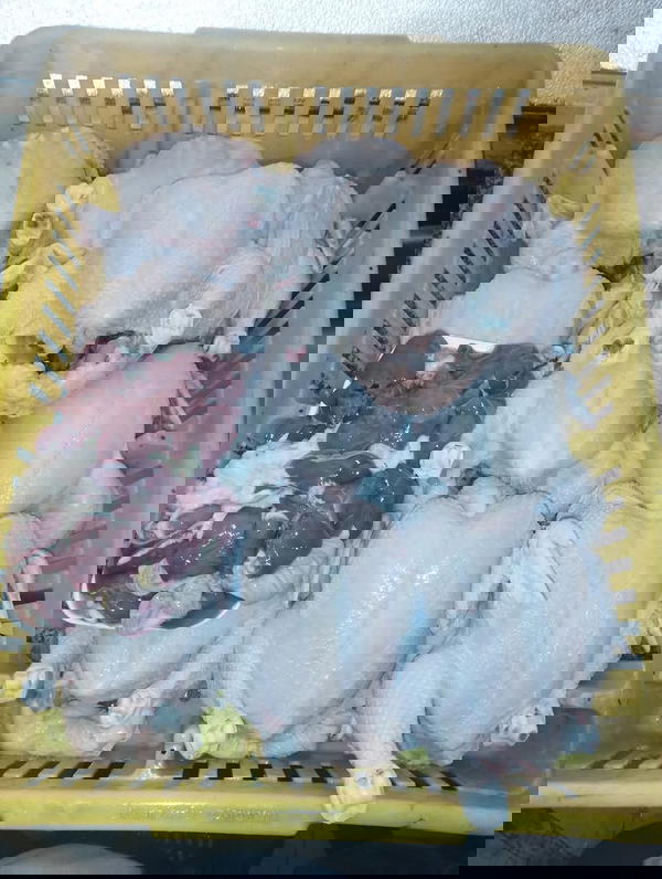 فراخ Image 1 Preview