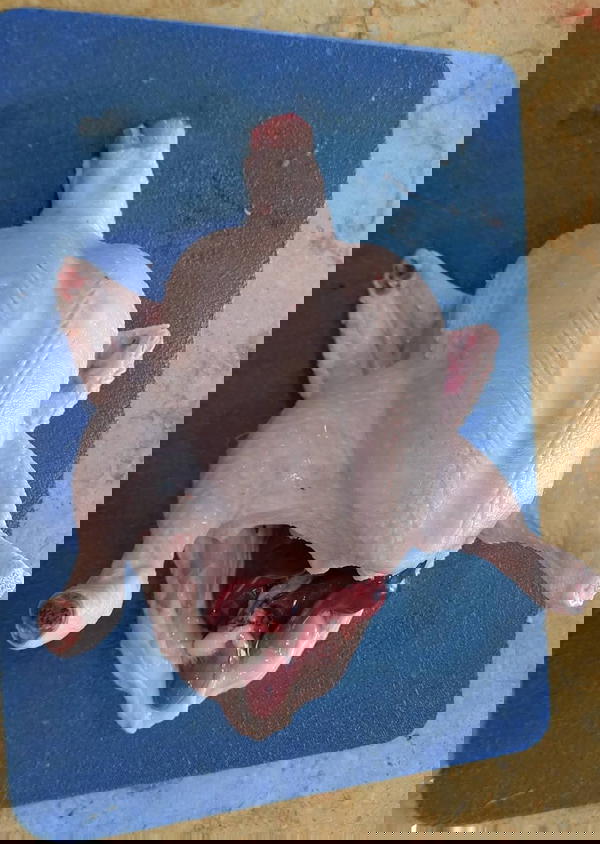 فراخ Image 5 Preview