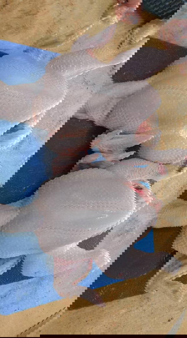 فراخ Image 6 Preview