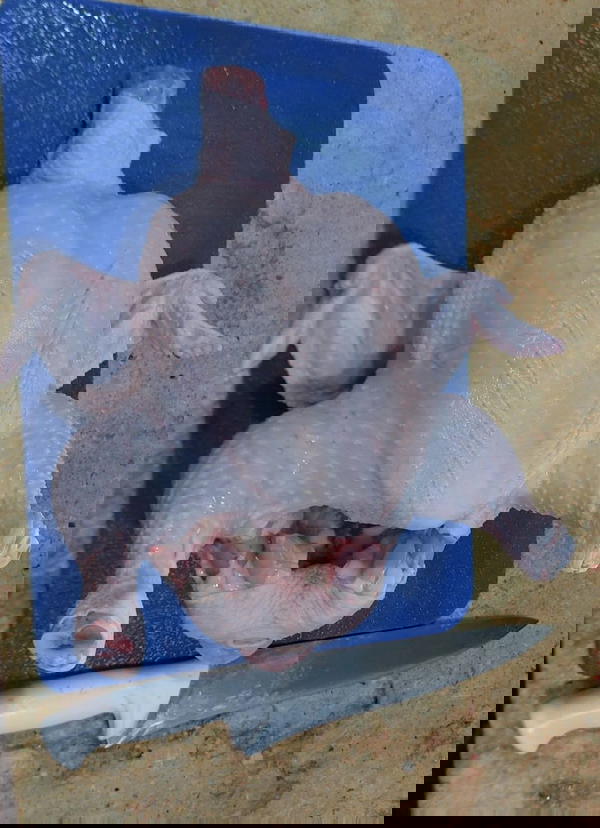 فراخ Image 8 Preview