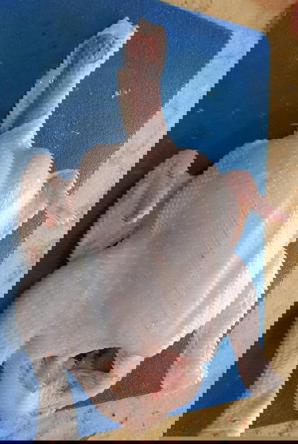 فراخ Image 9 Preview