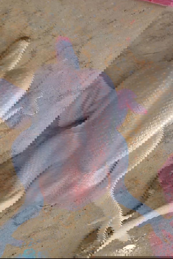 فراخ Image 10 Preview