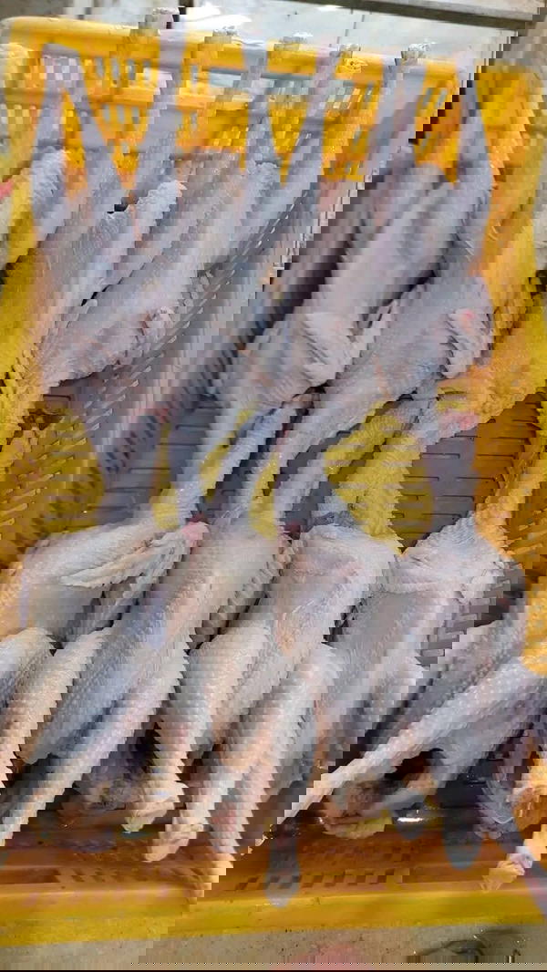 فراخ بلدي Image 1 Preview