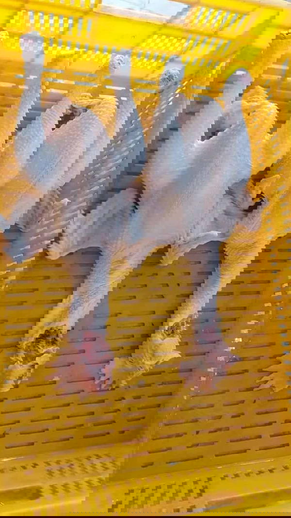 فراخ بلدي عتاقي  Image 2 Preview