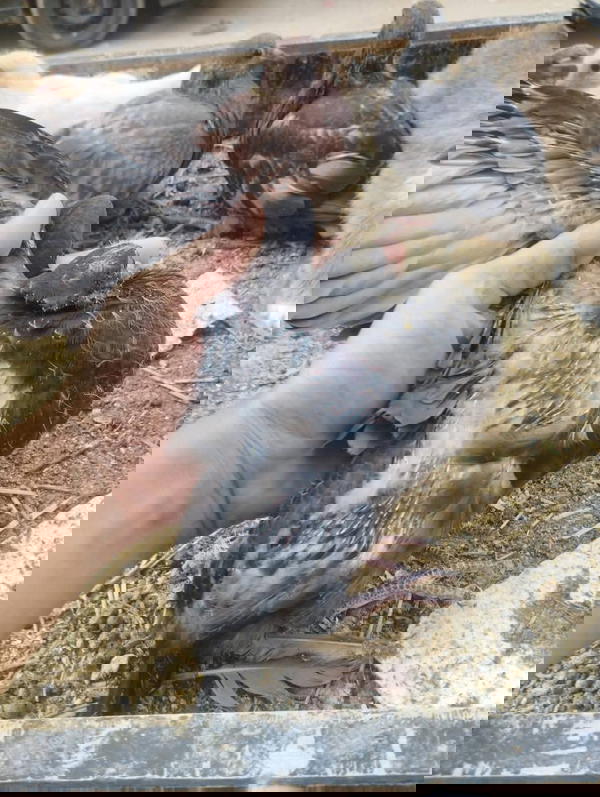 حمام Image 4 Preview