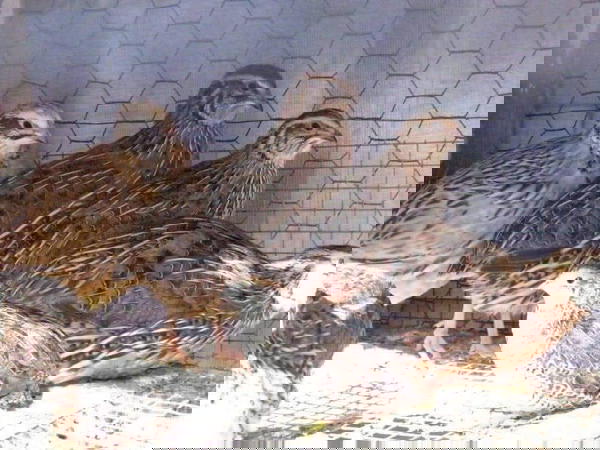 سمان Image 1 Preview