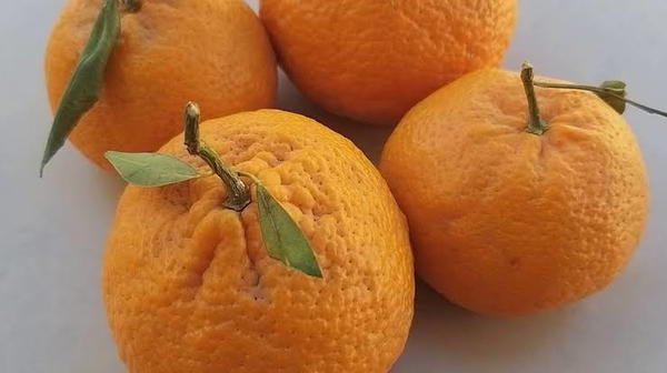 يوسفي فلاحي Image 1 Preview
