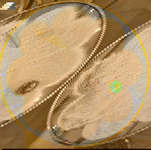 كوسترفرو  Image 2 Preview