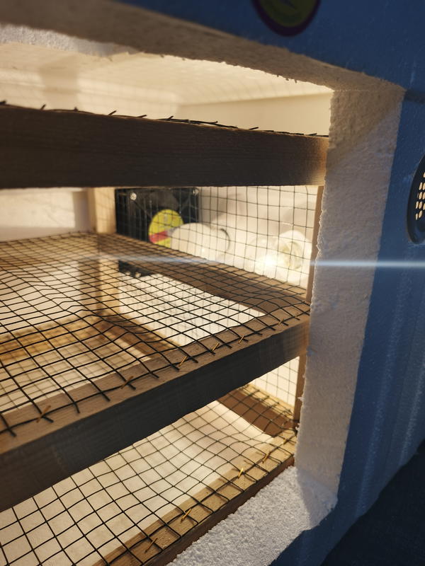 فقاسة محلي بوكس فلين 225 بيضة Image 3 Preview