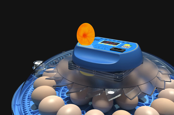 فقاسة مستديرة(26) بيضة جوكر جميع بيض الطيور Image 3 Preview