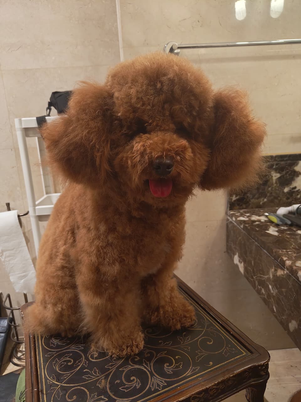 Grooming At home client  Preview Image