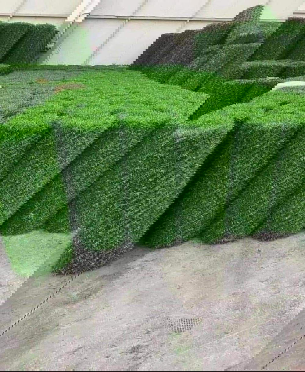 شبك جدران💫مغطى بعشب صناعي💫الرول 10 متر × متر 💫صناعة تركية نخب اول Preview Image