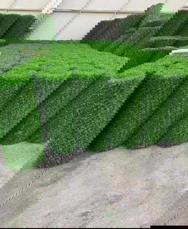 شبك جدران💫مغطى بعشب صناعي💫الرول 10 متر × متر 💫صناعة تركية نخب اول Image 1 Preview