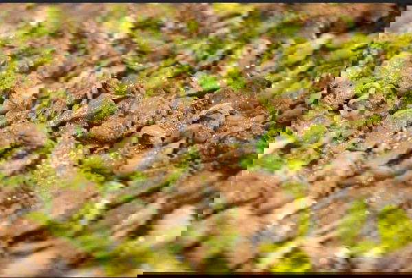 كبدة اسكندراني الوطنية 350جرام  Image 1 Preview