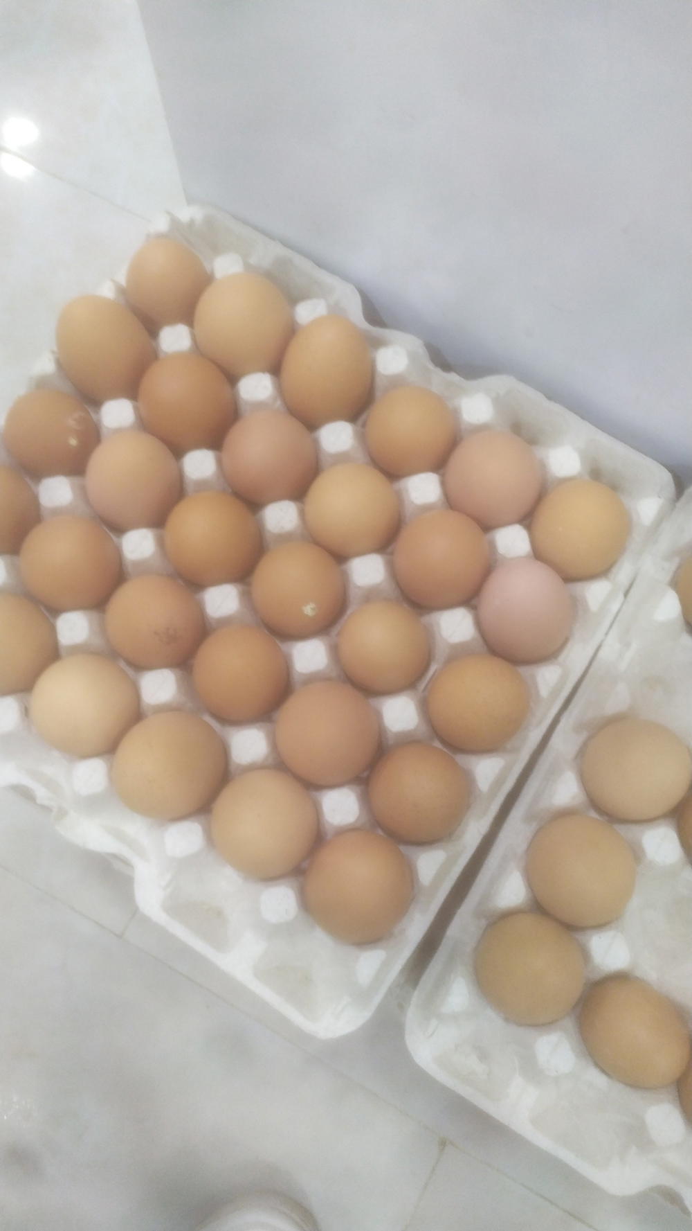 نص كرتونة بيض احمر  Preview Image