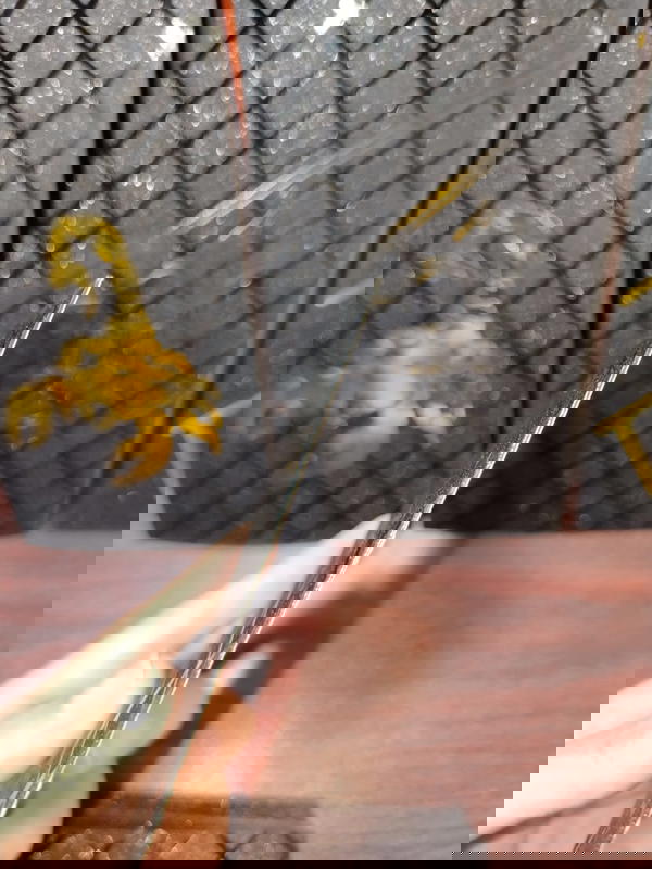 خامة اسكرينة ظهر (لـيـزر) جاهزة محملة Image 2 Preview