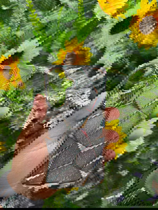 جراب كـريـسـتـال (فـري) Image 6 Preview