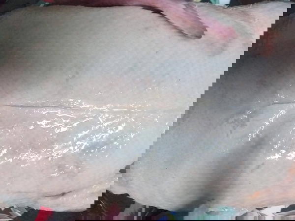 بط مولار بالكيلو سان كاراس  Image 3 Preview