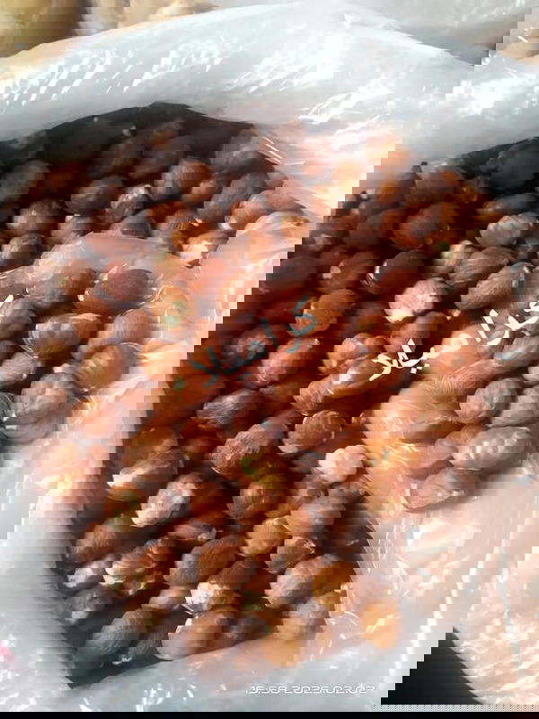 مكسرات بندق 125 جرام  Image 1 Preview