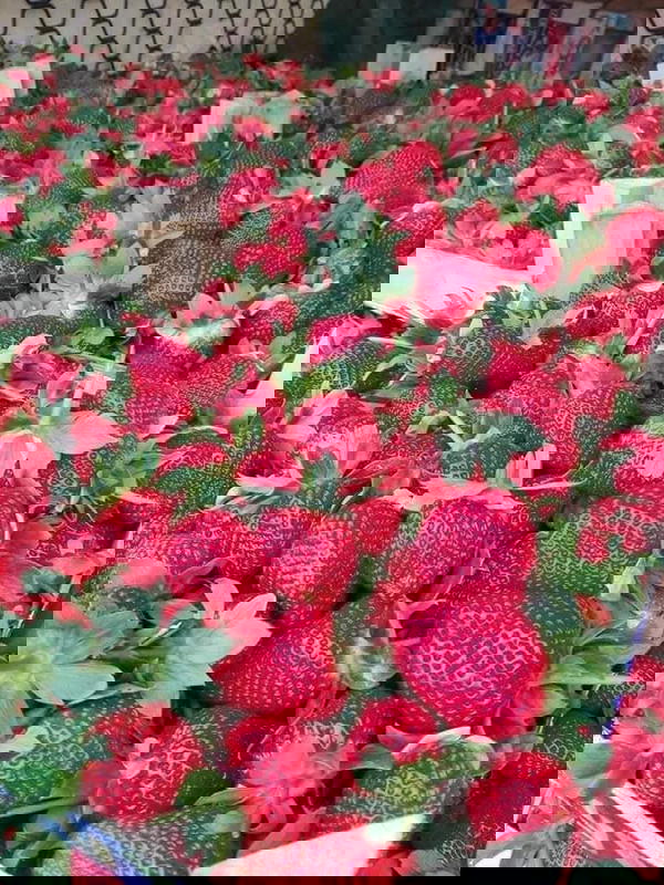 فروله Image 1 Preview