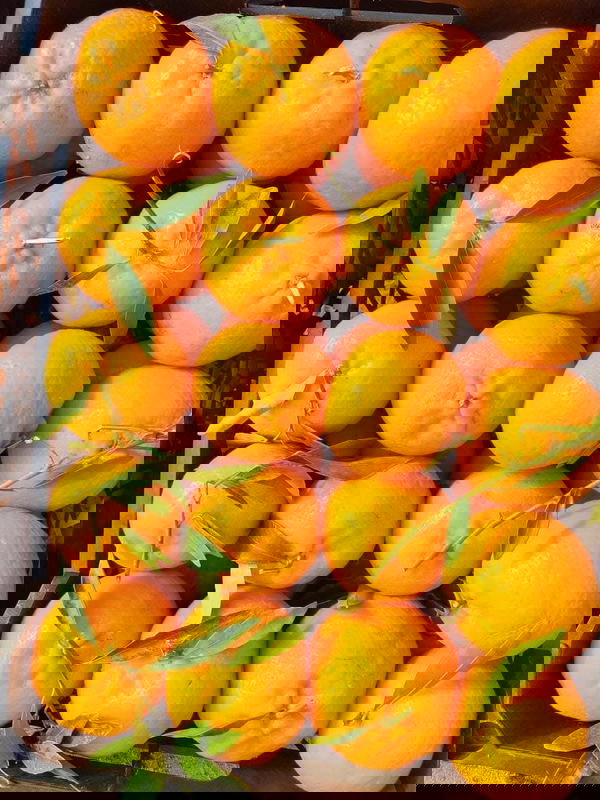 يوسفي بلدي  Image 1 Preview