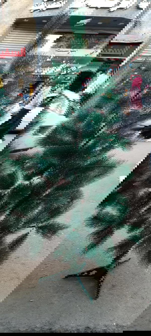 شجره الكريسماس  Image 1 Preview