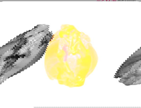 Cheese Meat Sandwich  Image 1 Preview