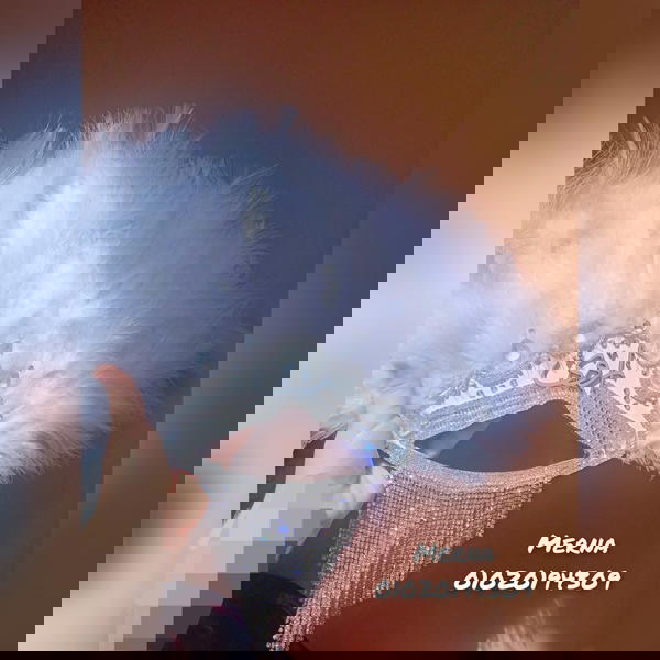 مروحة عروسة بإسم أروي 🎀 Image 1 Preview