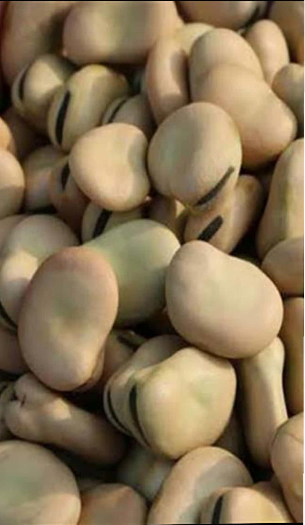 كيلو فول بلدى  Preview Image