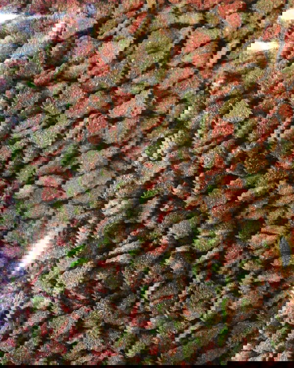 دراي فود فيتا ستار ١ ك Image 1 Preview