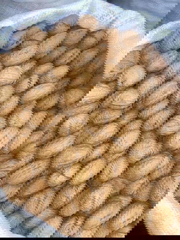 عين جمل حصي Image 1 Preview