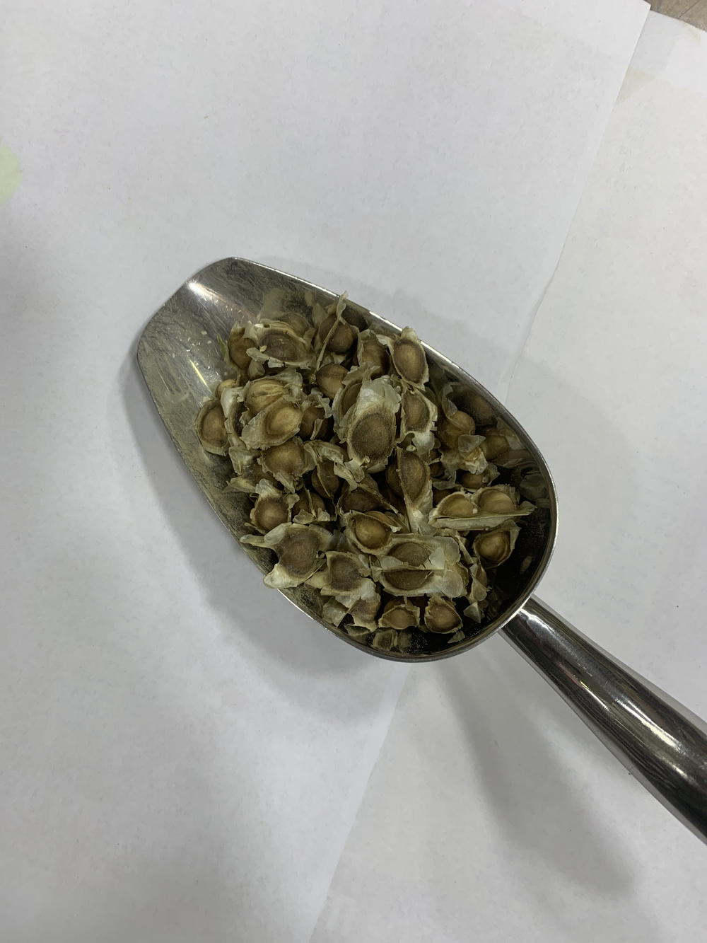 بذر مورينجا Preview Image