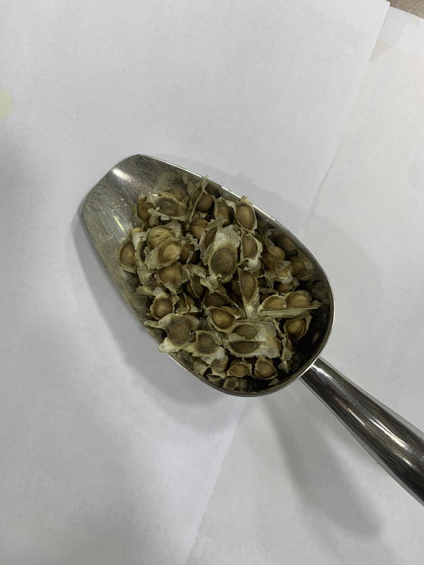 بذر مورينجا Image 1 Preview