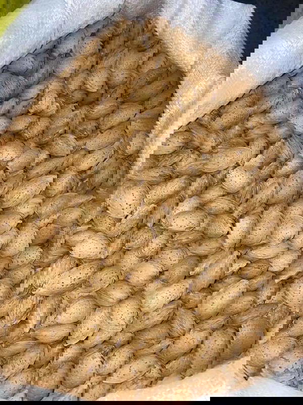 لوز حصي Image 1 Preview