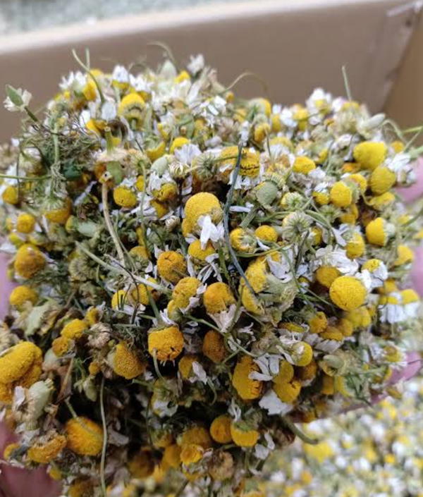 زهرة البابونج Image 1 Preview