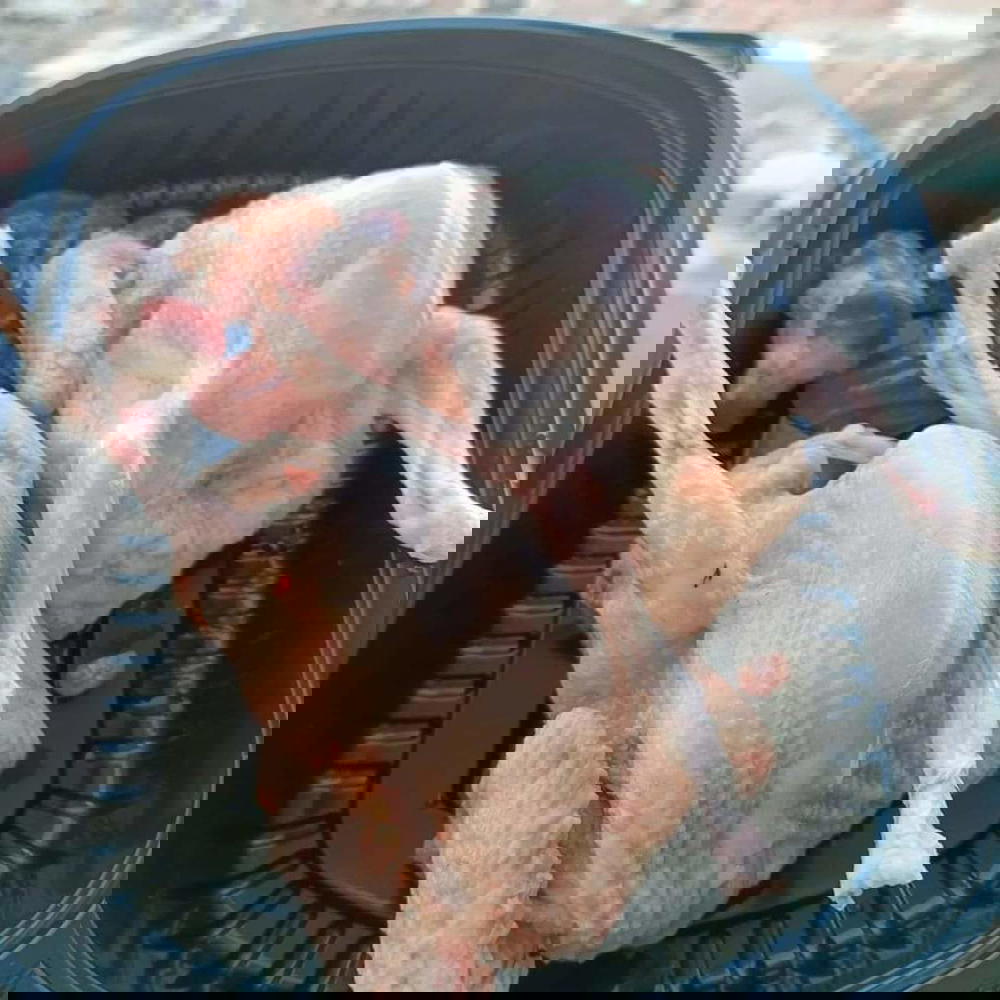 حمام بلدي منضف Preview Image