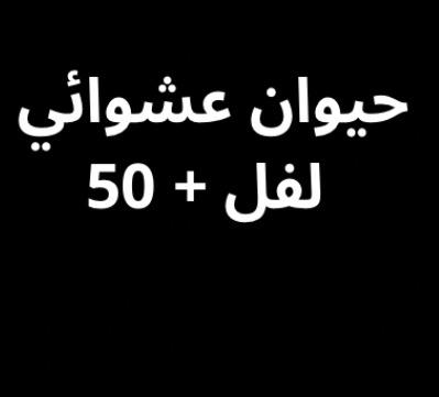 حيوان عشواء عمره 50+ Image 1 Preview