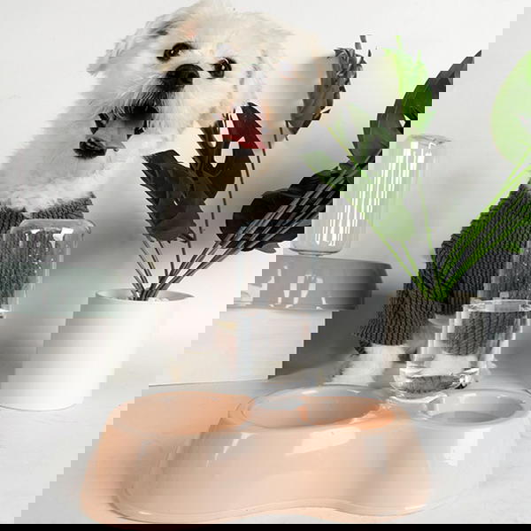 طبق طعام مزدوج للحيوانات بدسبنسر أوتوماتيكي  Image 3 Preview
