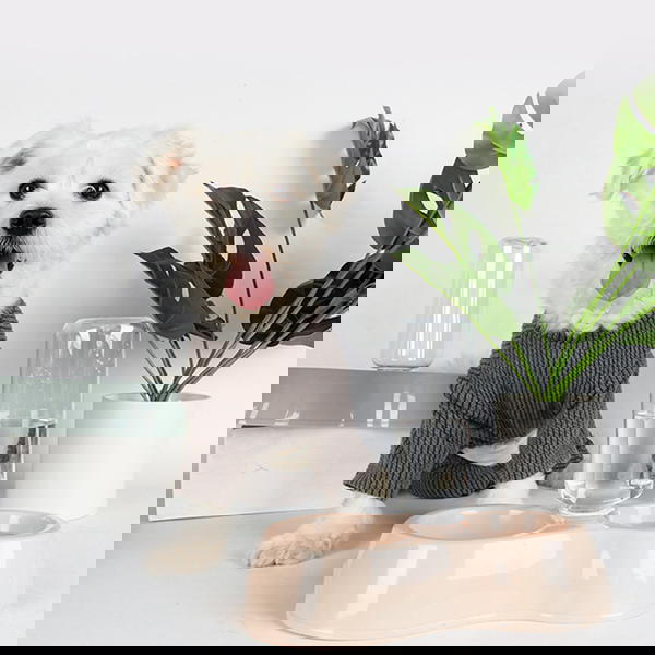 طبق طعام مزدوج للحيوانات بدسبنسر أوتوماتيكي  Image 5 Preview