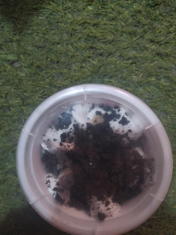 ايس كريم فراي كوبايه داي كوكيز  Image 2 Preview