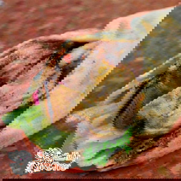 سندوتش شيش طاووق Image 2 Preview