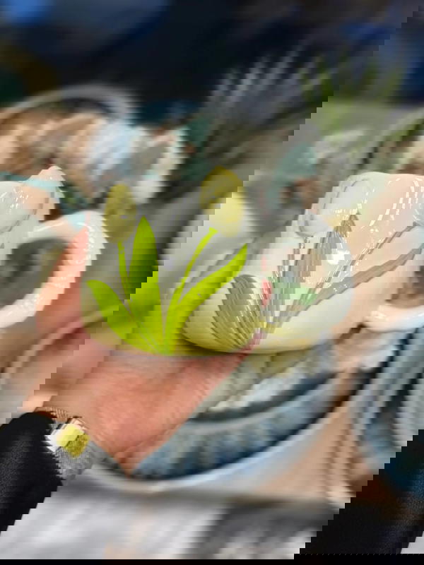 مج بورسلين ورده توليب 4 لون Image 3 Preview